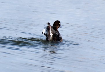 テグスにかかったキンクロハジロ