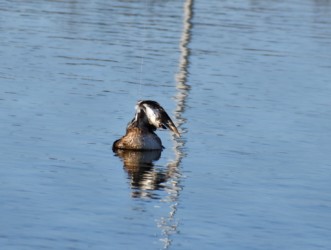 死んだままのキンクロハジロ