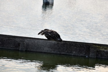 通路のテグスにかかったゴイサギの幼鳥