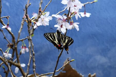 ギフチョウ