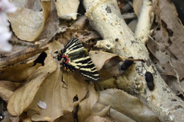 ギフチョウとサナギ(右の木に)