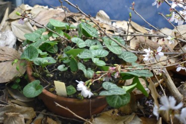 産卵する幼虫の食草 カンアオイ