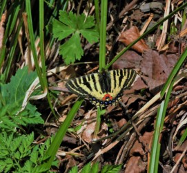 ヒメギフチョウ 違いを確かめて
