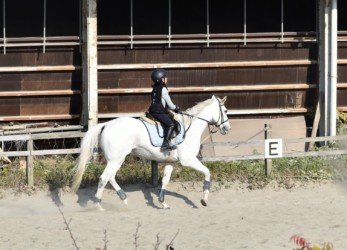 調教と乗馬の練習