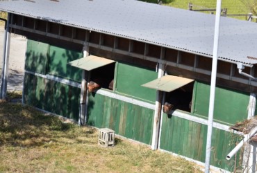 外の景色を見るウマ