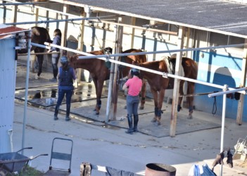 ウマの世話をする職員