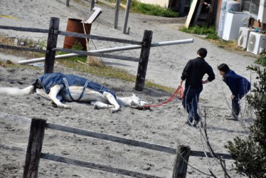 死んだのか、横たわる
