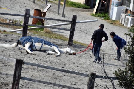 死んだのか、横たわる