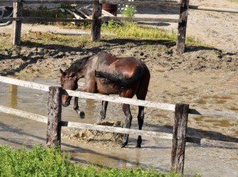 水溜まりで遊ぶ