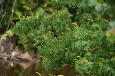 ナンキンハゼの葉と花