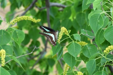 花の吸蜜にきたアオスジアゲハ