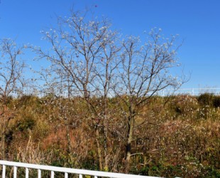 ナンキンハゼの種をつけた木