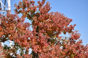 紅葉したナンキンハゼ