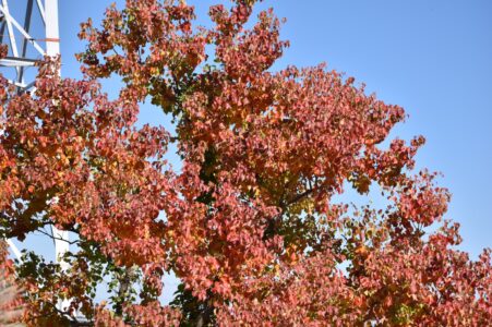 紅葉したナンキンハゼ
