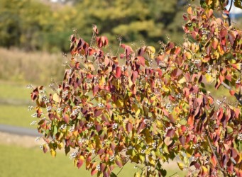 紅葉したナンキンハゼ