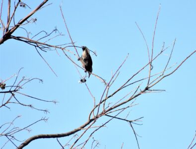 ムクドリが種を食べる