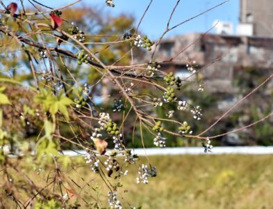 ナンキンハゼの実と種