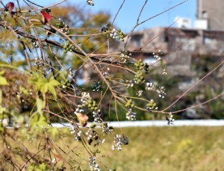 ナンキンハゼの実と種