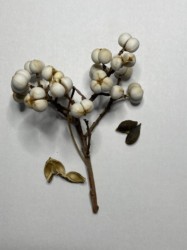 かじったらロウの感じがした