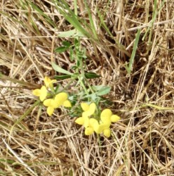 ミヤコグサの花