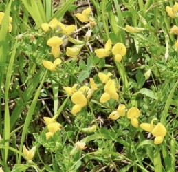 ミヤコグサの花