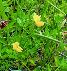 ミヤコグサの花と実