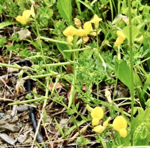 ミヤコグサの花と実