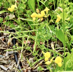 ミヤコグサの花と実