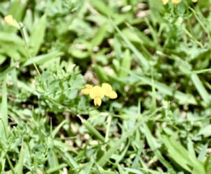 長良川の土手で見かけたミヤコグサ