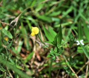 長良川の土手で見かけたミヤコグサ