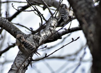 コゲラの番(つが)いか?