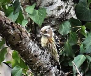 クモを捕まえた