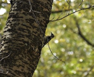 天童市舞鶴山のコゲラ