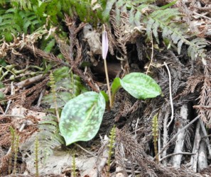 カタクリのツボミ