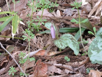 朝方の開く前のカタクリ