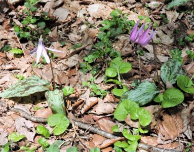 カタクリの花