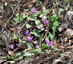 群生して咲くカタクリ