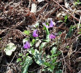 群生して咲くカタクリ