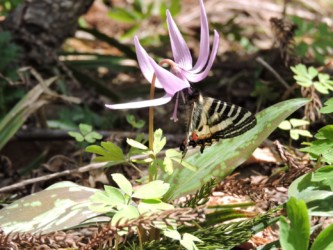 カタクリの花の吸蜜するヒメギフチョウ