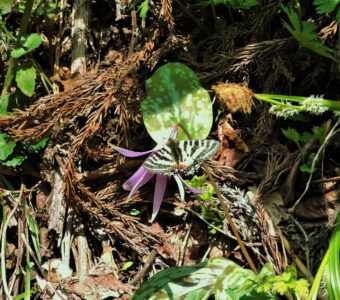 カタクリの花の吸蜜するヒメギフチョウ