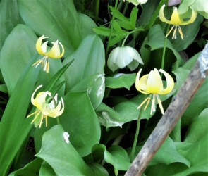 キバナカタクリの花