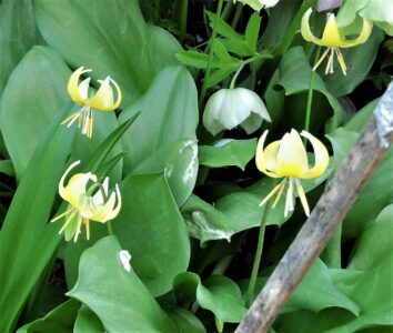 キバナカタクリの花