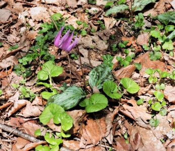 野生カタクリの花