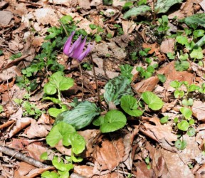 野生カタクリの花
