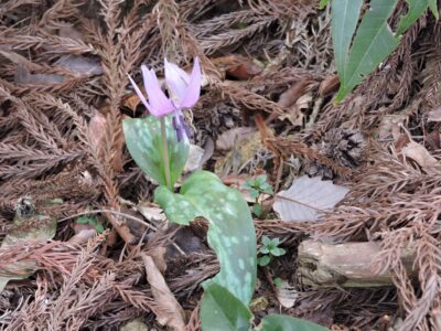 野生カタクリの花