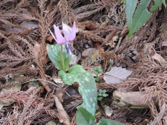 野生カタクリの花