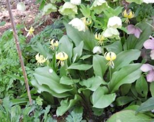 キバナカタクリの花