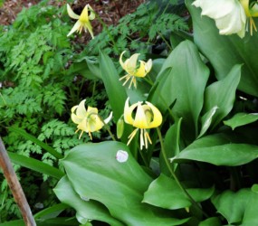 キバナカタクリの花