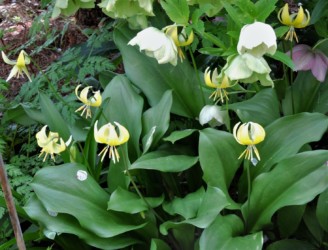 キバナカタクリの花
