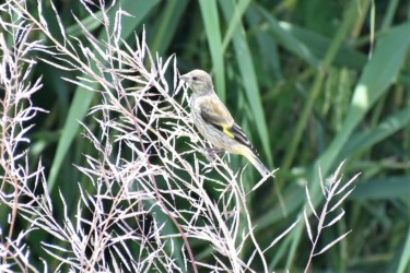 カワラヒワの幼鳥